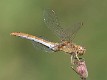 Sympetrum meridionale female blue underside-220028